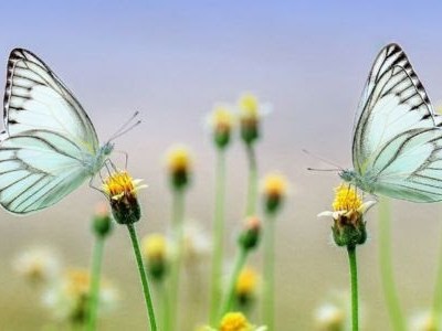 Churches Count on&nbsp;Nature